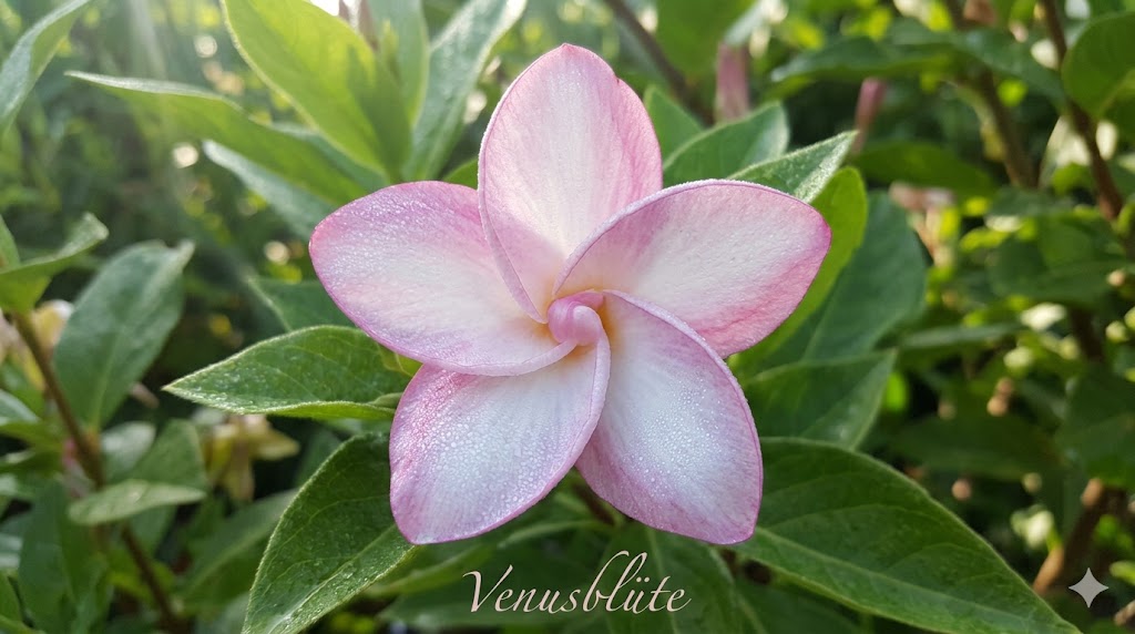 Venusblume